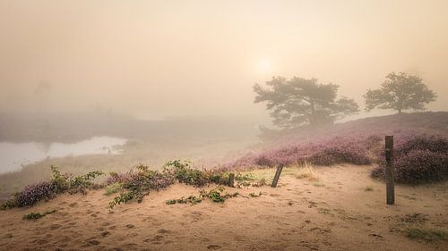 misty sunrise at Hatertse Vennen