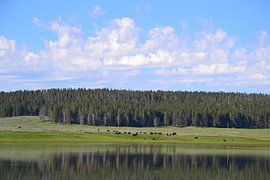 Grazing by Wessel Smit