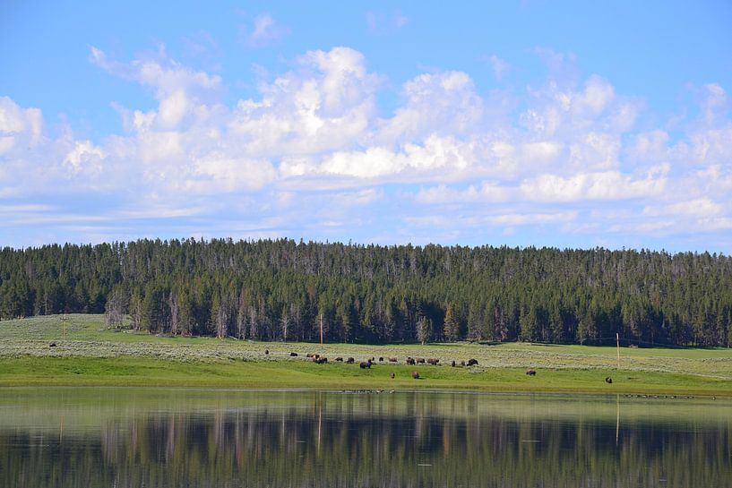 Grazing von Wessel Smit