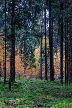 Autumn Pine Forest Gasselte