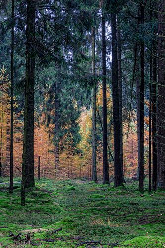 Herfst Dennenbos Gasselte