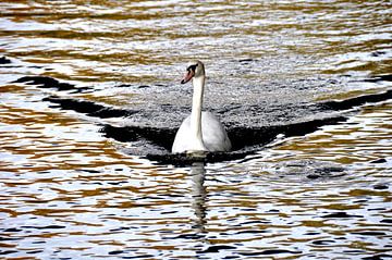 WHITE SWAN 1 by Miroslav Ptacek