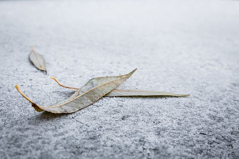 Vergänglichkeit Welke Blätter im Winter auf Raureif von Dieter Walther