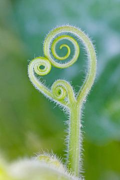 Green Plant Sprout by Ingrid Leegte