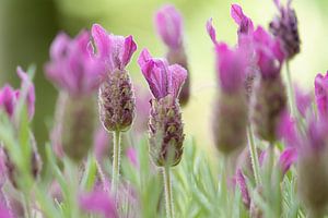 lavendel