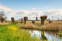 Colourful Dutch polder landscape with windmill