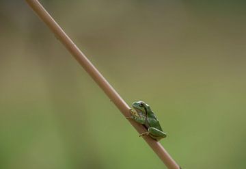 Tree frog sits on a common hogweed by Ans Bastiaanssen