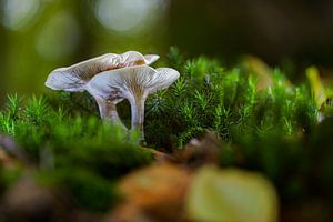 Weiße Pilze auf dem grünen Waldboden