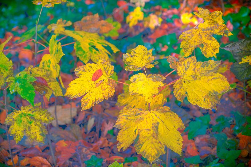 Fallcolori par Lars van de Goor