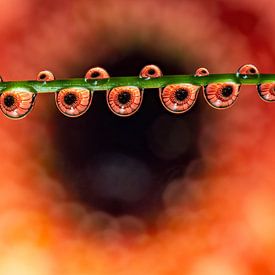 Water drops on a blade of grass in which a flower is reflected by Horst Husheer