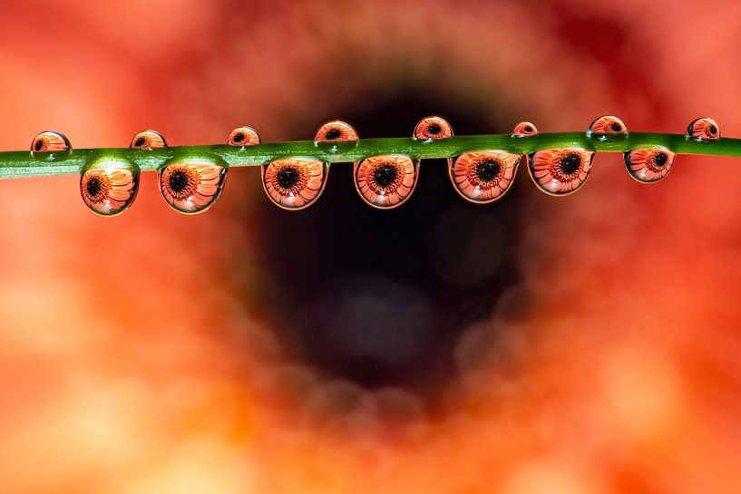 Wassertropfen am Grashalm in denen sich eine Blume spiegelt von Horst Husheer
