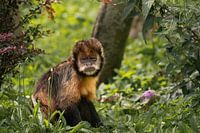 Capuchin monkey in green