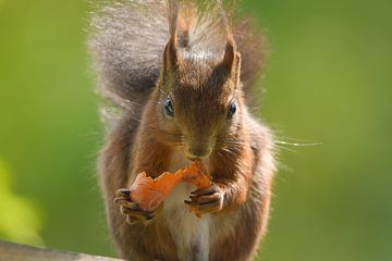 Squirrel by mh-photografie