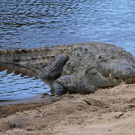 Krokodil von Peter Polling