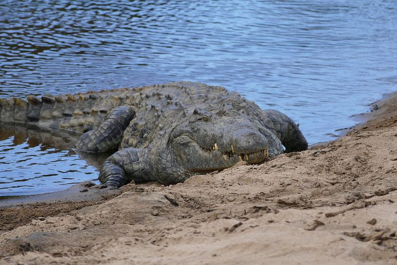 Krokodil van Peter Polling