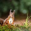 Rode eekhoorn van Joop Gerretse