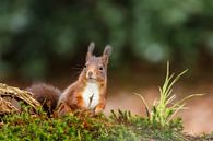 Rode eekhoorn van Joop Gerretse thumbnail