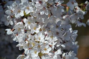 Kirschblüte in Blüte