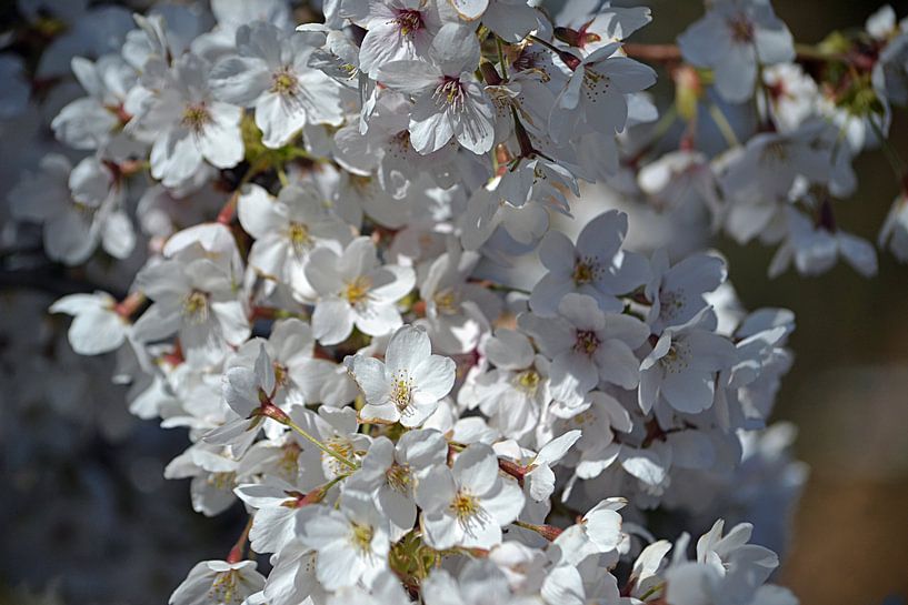 Kirschblüte in Blüte von JTravel