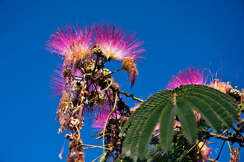 Prachtvolle, blühende Mimosen im französischen Garten von Silva Wischeropp
