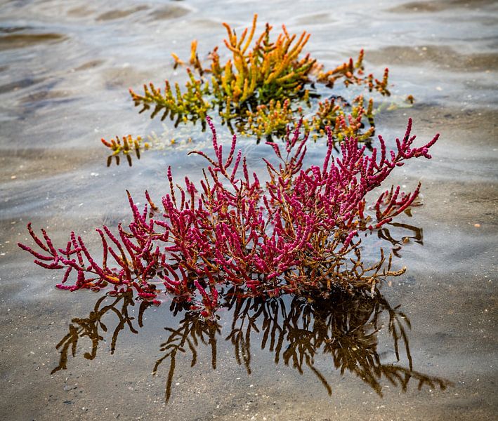 detail of red samphire or sea asparagus in the salt water by ChrisWillemsen