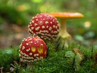 Fly agarics in forest