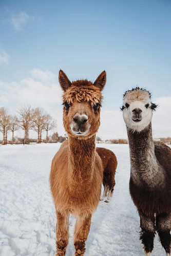 Nieuwsgierige alpaca