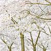 SakuraTrees van Dalex Photography