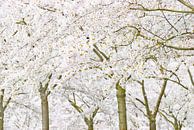 SakuraTrees van Dalex Photography thumbnail