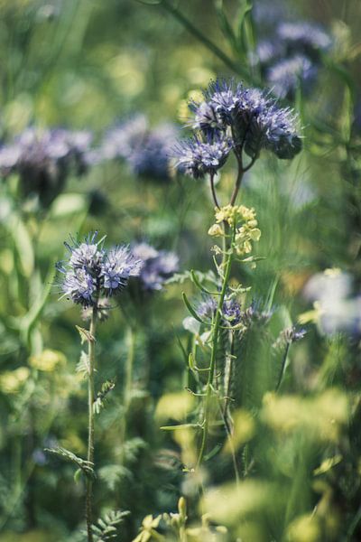 Pain d'abeille par Wolbert Erich