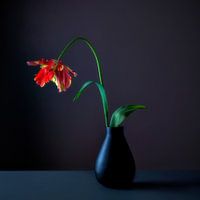 Franse tulp