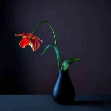Französische Tulpe