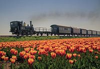 Tulip Express