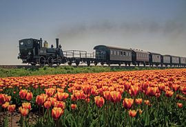 Tulpen-Express von Arjanne Gols