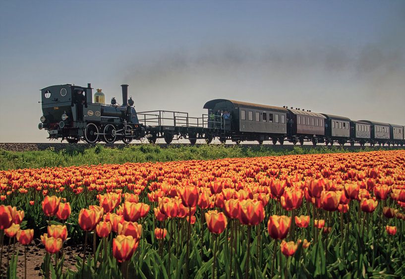 Tulip Express par Arjanne Gols
