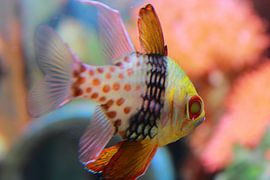 Vis von Stefanie van der Meer