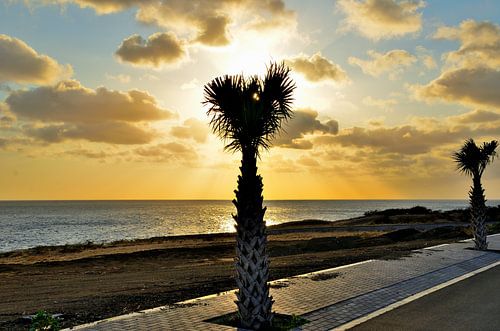 Tropische boom bij zonsondergang