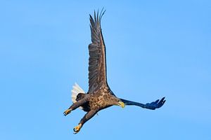Seeadler  jagend im Himmel über einem Fjord