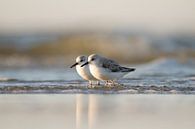 Liefde op het strand van Gerrit Last thumbnail