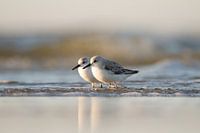 Liefde op het strand