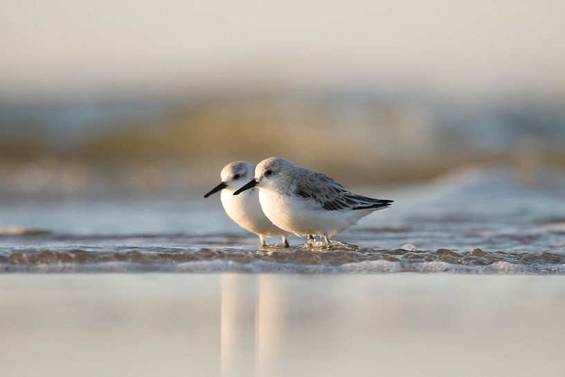 Liefde op het strand van Gerrit Last