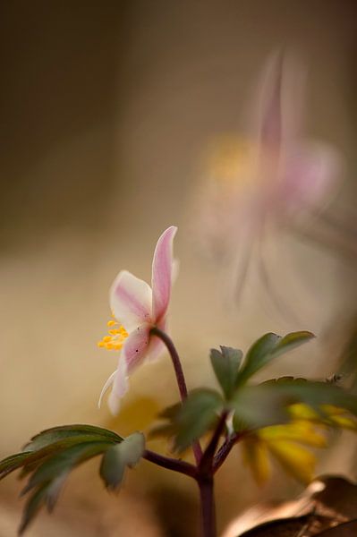 Bosanemoon by Incanto Images