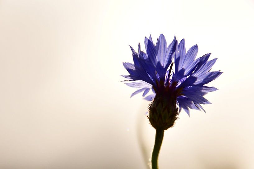 Cornflower in the sunlight by Michael van Eijk
