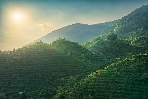 Zonsondergang over wijngaarden van Prosecco Hills, Italië
