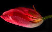 Tulpe in der waage von Roswitha Lorz Miniaturansicht