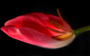 Tulpe in der waage by Roswitha Lorz