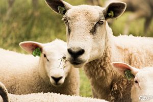 Schafe von Kyra de Putter
