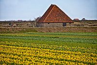 Narcissenveld