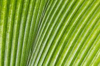 Groen blad