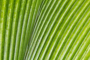 Green leaf